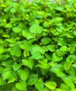 Fish Mint Seeds - Houttuynia Cordata Chameleon Plant - 300+ Seeds - Image 2