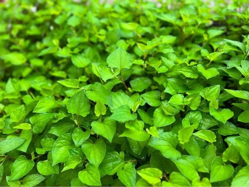 Fish Mint Seeds - Houttuynia Cordata Chameleon Plant - 300+ Seeds - Image 2