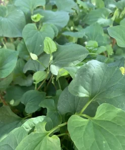 Fish Mint Seeds - Houttuynia Cordata Chameleon Plant - 300+ Seeds - Image 3