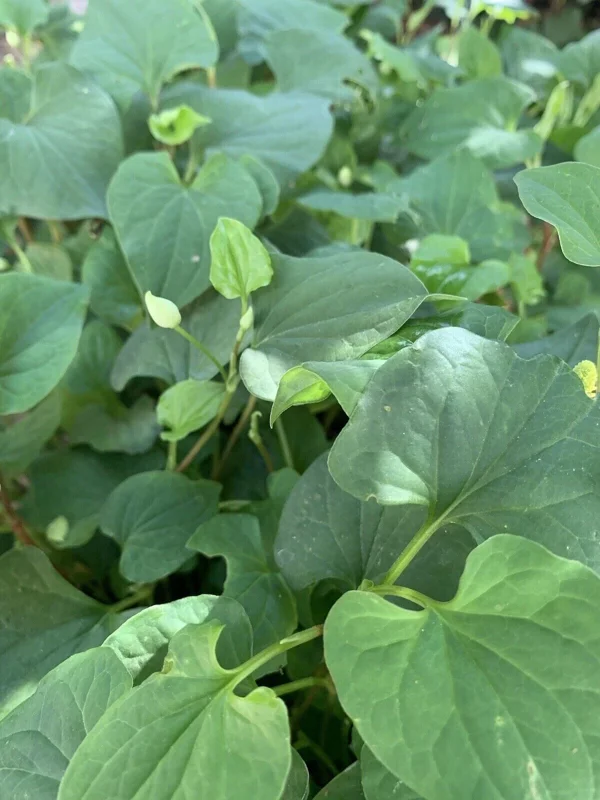 Fish Mint Seeds - Houttuynia Cordata Chameleon Plant - 300+ Seeds - Image 3