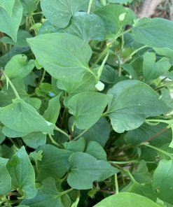 Fish Mint Seeds - Houttuynia Cordata Chameleon Plant - 300+ Seeds - Image 4
