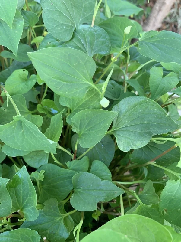 Fish Mint Seeds - Houttuynia Cordata Chameleon Plant - 300+ Seeds - Image 4