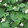 Fish Mint Seeds - Houttuynia Cordata Chameleon Plant - 300+ Seeds - Image 1