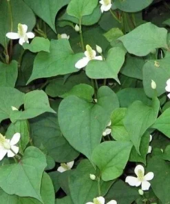 Fish Mint Seeds - Houttuynia Cordata Chameleon Plant - 300+ Seeds - Image 1
