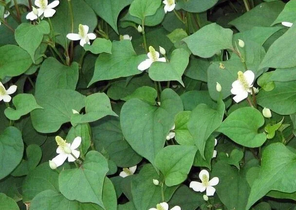 Fish Mint Seeds - Houttuynia Cordata Chameleon Plant - 300+ Seeds - Image 1