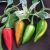 Fish Pepper Seeds - 15 Count, Rare Heirloom, Very Hot & Ornamental - Image 1