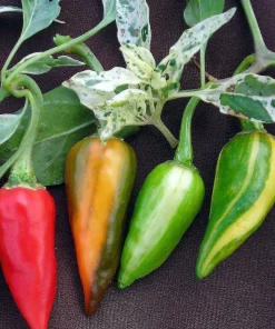 Fish Pepper Seeds - 15 Count, Rare Heirloom, Very Hot & Ornamental - Image 1