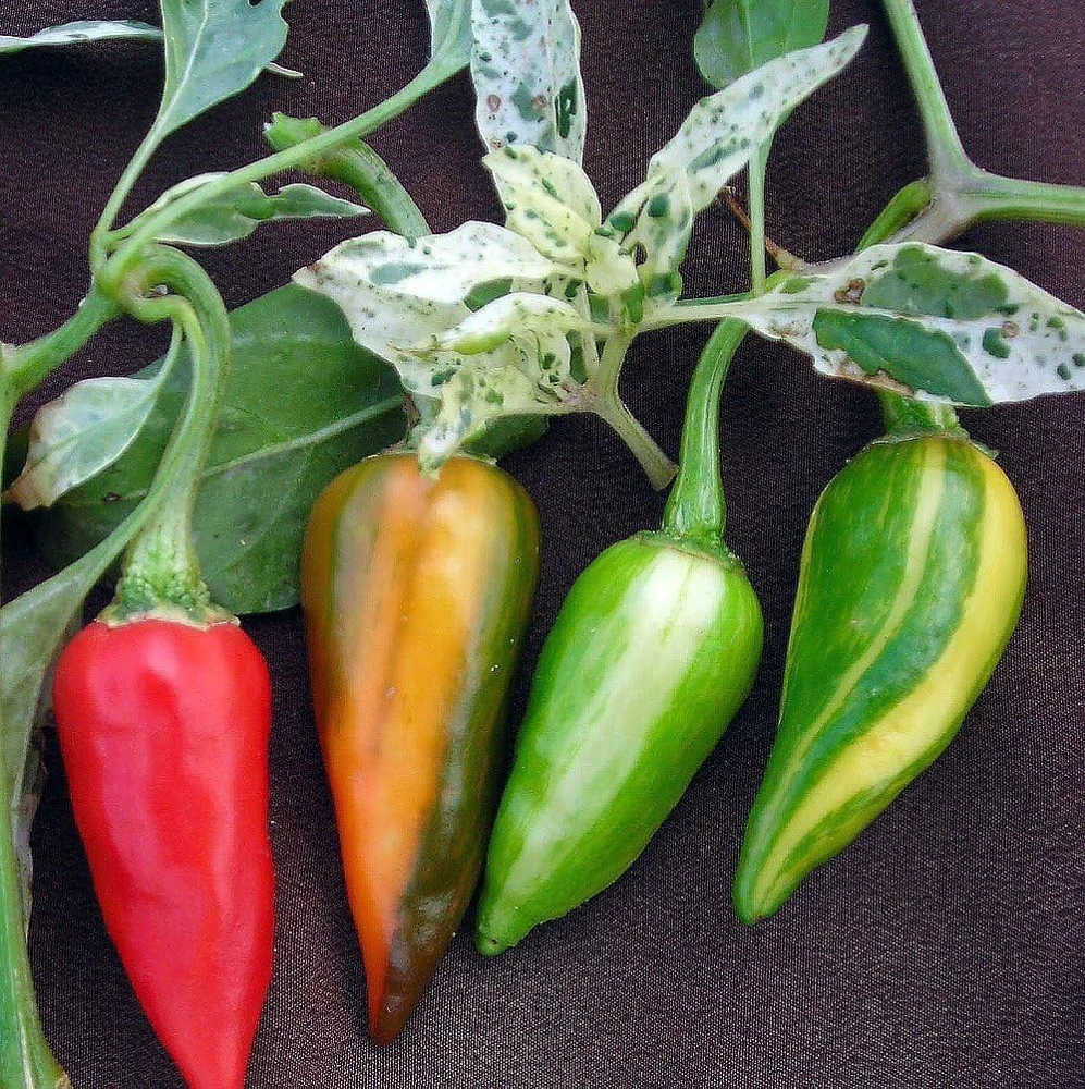 Fish Pepper Seeds - 15 Count, Rare Heirloom, Very Hot & Ornamental - Image 1