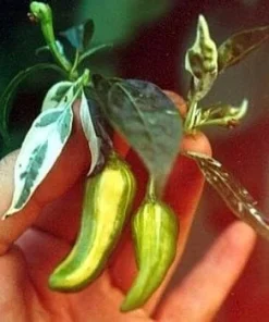 Fish Pepper Seeds - 15 Count, Rare Heirloom, Very Hot & Ornamental - Image 2