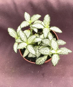 Fittonia 'Lovers' Nerve Plant – Live Potted Plant – 3