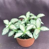 Fittonia 'Lovers' Nerve Plant – Live Potted Plant – 3" Pot – Indoor - Image 1