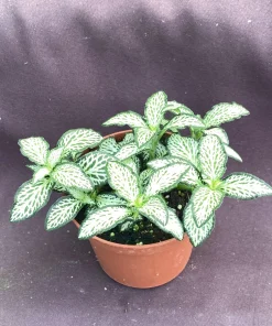 Fittonia 'Lovers' Nerve Plant – Live Potted Plant – 3