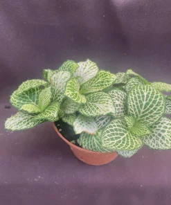 Fittonia Purple Snow Anne Nerve Plant - Live Potted Houseplant in 3 inch Pot - Image 2