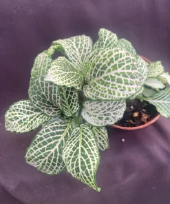 Fittonia Purple Snow Anne Nerve Plant - Live Potted Houseplant in 3 inch Pot - Image 3