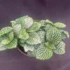 Fittonia Purple Snow Anne Nerve Plant - Live Potted Houseplant in 3 inch Pot - Image 1