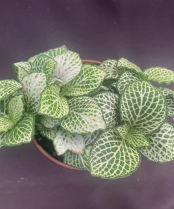 Fittonia Purple Snow Anne Nerve Plant - Live Potted Houseplant in 3 inch Pot - Image 1