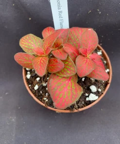 Fittonia Red Flame Live Plant - Vivid Red Nerve Plant in 3 inch Pot, Indoor - Image 2