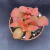 Fittonia Red Flame Live Plant - Vivid Red Nerve Plant in 3 inch Pot, Indoor - Image 1
