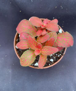 Fittonia Red Flame Live Plant - Vivid Red Nerve Plant in 3 inch Pot, Indoor - Image 1