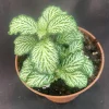 Fittonia White Tiger Live Plant - Easy Care Indoor Houseplant - Rooted 3-inch Pot - Image 1