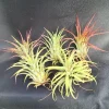 Five Air Plants Tillandsia ionantha - The Blushing Bride Live Plants Indoor - Image 1