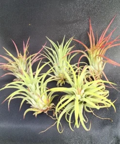 Five Air Plants Tillandsia ionantha - The Blushing Bride Live Plants Indoor - Image 1
