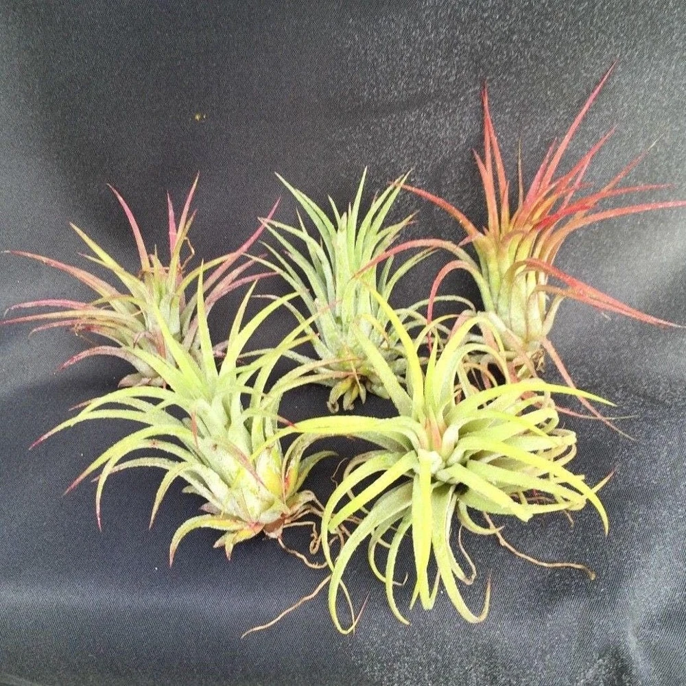 Five Air Plants Tillandsia ionantha - The Blushing Bride Live Plants Indoor - Image 1