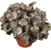 Five and Dime Begonia Live Plant – 3.7" Pot – Easy Care Indoor Houseplant - Image 1