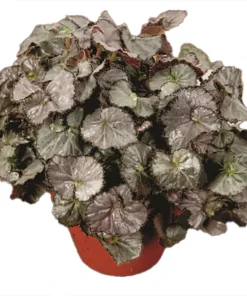 Five and Dime Begonia Live Plant – 3.7