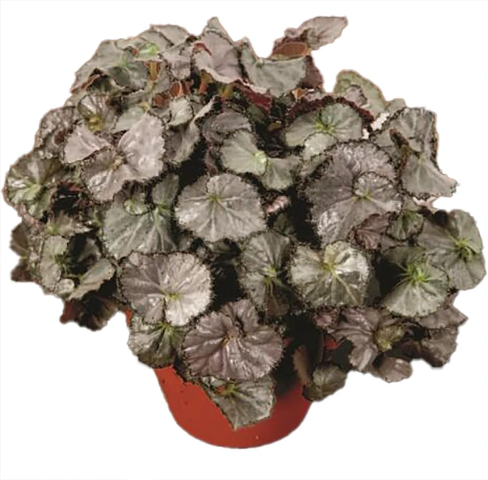 Five and Dime Begonia Live Plant – 3.7" Pot – Easy Care Indoor Houseplant - Image 2