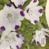 Five Spot Seeds - 300 Seed Packet - Nemophila maculata - Annual Flower - Image 1