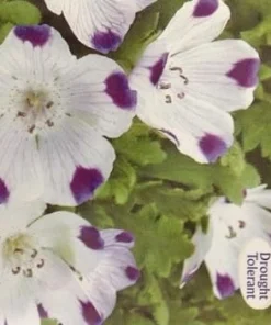 Five Spot Seeds - 300 Seed Packet - Nemophila maculata - Annual Flower - Image 1