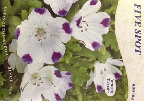 Five Spot Seeds - 300 Seed Packet - Nemophila maculata - Annual Flower - Image 1