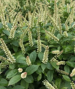 Fizzy Mizzy Sweetspire Live Plant - Itea virginica - 4" Pot - Outdoor Shrub - Image 2