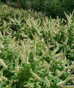 Fizzy Mizzy Sweetspire Live Plant - Itea virginica - 4