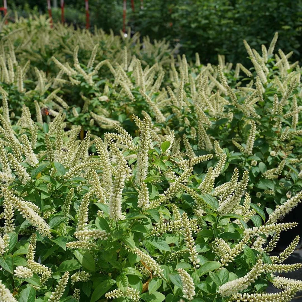 Fizzy Mizzy Sweetspire Live Plant - Itea virginica - 4" Pot - Outdoor Shrub - Image 1