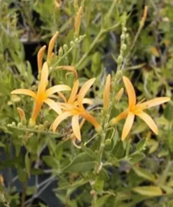 Flame Acanthus Benny's Gold Live Plant - Texas Firecracker Shrub, 1 Gallon Pot - Image 2
