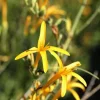 Flame Acanthus Benny's Gold Live Plant - Texas Firecracker Shrub, 1 Gallon Pot - Image 1
