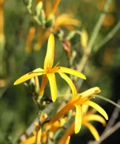 Flame Acanthus Benny's Gold Live Plant - Texas Firecracker Shrub, 1 Gallon Pot - Image 1