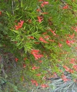 Flame Acanthus Live Plant - Anisacanthus quadrifidus - Texas Native Shrub - 4 Inch Pot - Image 2