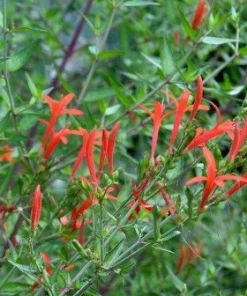 Flame Acanthus Live Plant - Anisacanthus quadrifidus - Texas Native Shrub - 4 Inch Pot - Image 3