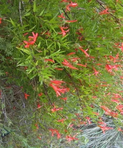 Flame Acanthus Live Plant – Texas Native Flowering Shrub – 1 Gallon Pot – Outdoor - Image 2