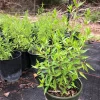 Flame Acanthus Live Plant – Texas Native Flowering Shrub – 1 Gallon Pot – Outdoor - Image 1