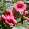 Flamenco Trumpet Vine Live Plant – Campsis – 2.5" Pot – Outdoor Climbing Vine - Image 1