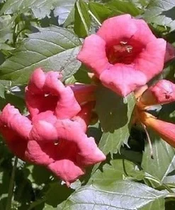 Flamenco Trumpet Vine Live Plant – Campsis – 2.5