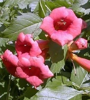 Flamenco Trumpet Vine Live Plant – Campsis – 2.5" Pot – Outdoor Climbing Vine - Image 1