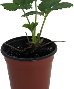 Flamingo Strawberry Live Plant – 4 inch Pot – June-Bearing – Zones 4-8 - Image 2