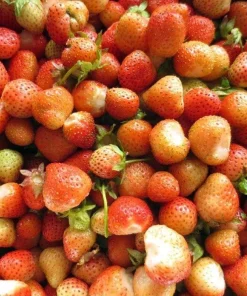 Flamingo Strawberry Live Plant – 4 inch Pot – June-Bearing – Zones 4-8 - Image 3