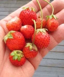 Flamingo Strawberry Live Plant – 4 inch Pot – June-Bearing – Zones 4-8 - Image 5