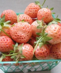 Flamingo Strawberry Live Plant – 4 inch Pot – June-Bearing – Zones 4-8 - Image 6
